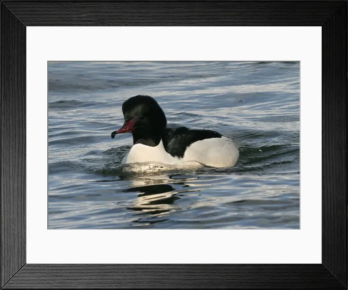 Framed Print : Goosander - male. Hokkaido, Japan Framed Print : Goosander - male. Hokkaido, Japan