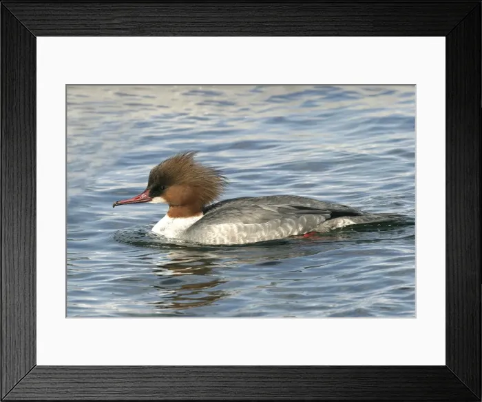 Framed Print : Goosander - female. Hokkaido, Japan Framed Print : Goosander - female. Hokkaido, Japan