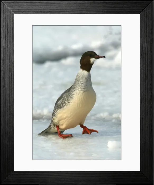 Framed Print : Goosander. Hokkaido, Japan