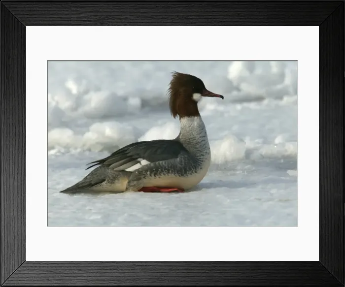 Framed Print : Goosander. Hokkaido, Japan Framed Print : Goosander. Hokkaido, Japan