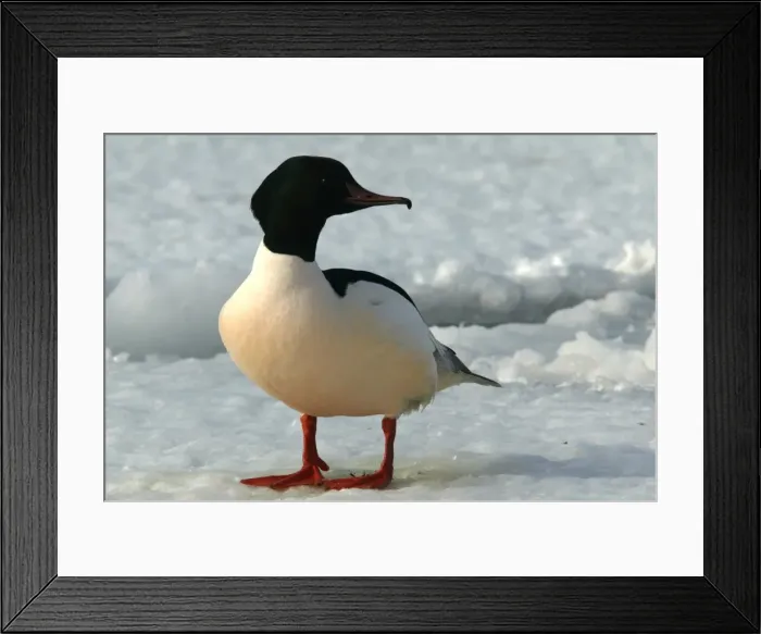 Framed Print : Goosander - male. Hokkaido, Japan Framed Print : Goosander - male. Hokkaido, Japan