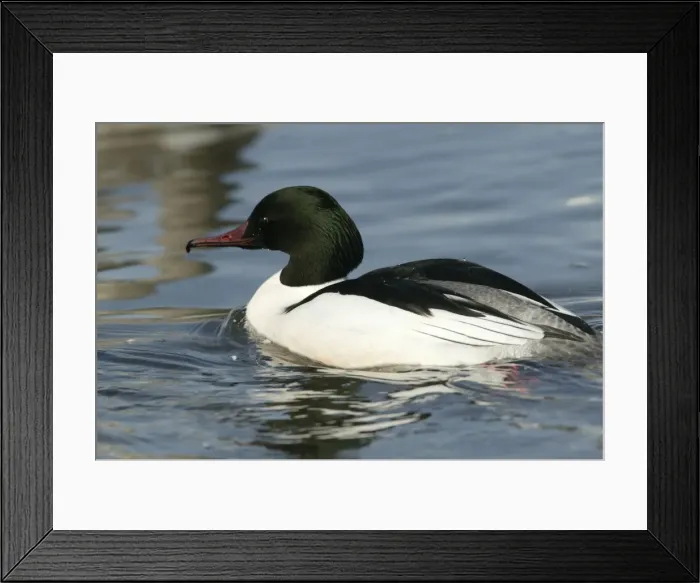 Framed Print : Goosander - male. Hokkaido, Japan Framed Print : Goosander - male. Hokkaido, Japan