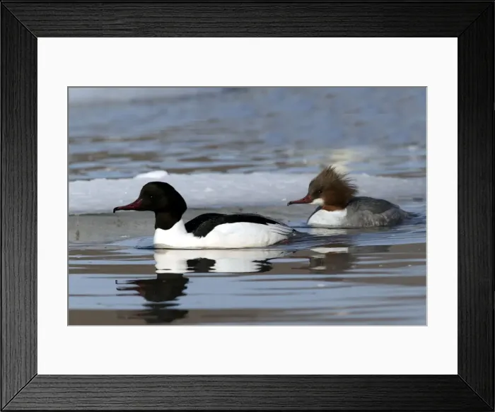 Framed Print : Goosander - pair. Hokkaido, Japan Framed Print : Goosander - pair. Hokkaido, Japan