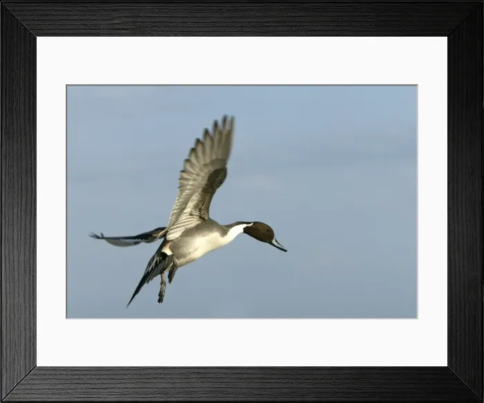 Framed Print : Pintail - in flight Framed Print : Pintail - in flight