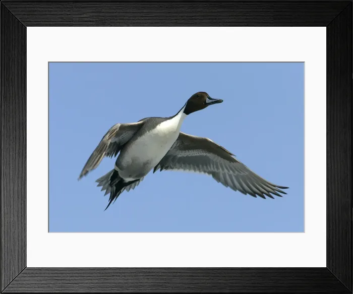 Framed Print : Pintail - in flight Framed Print : Pintail - in flight