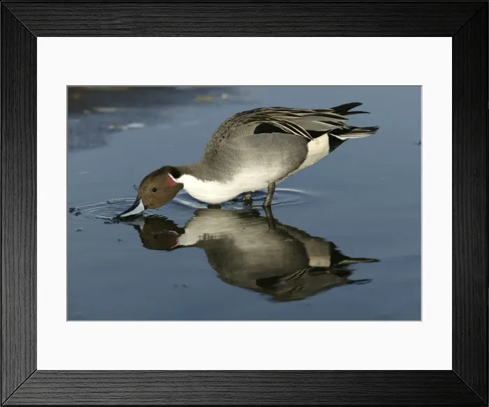 Framed Print : Pintail - drinking Framed Print : Pintail - drinking