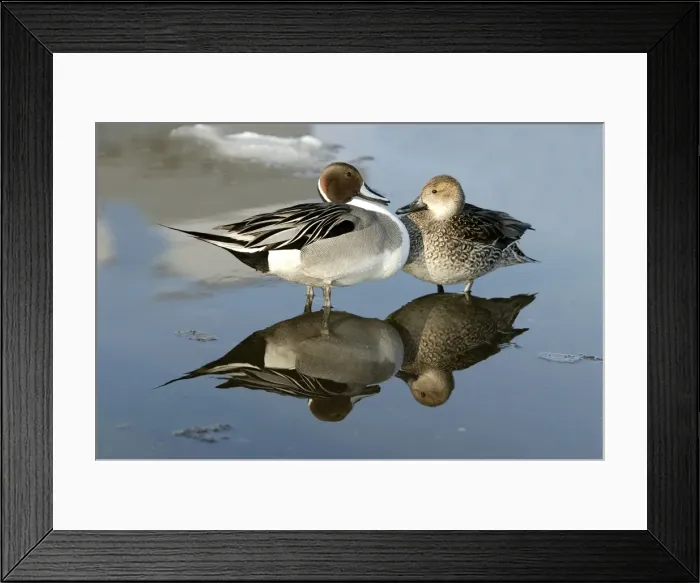 Framed Print : Pintail - pair, standing in water Framed Print : Pintail - pair, standing in water