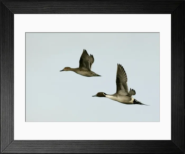 Framed Print : Pintail - pair in flight Framed Print : Pintail - pair in flight