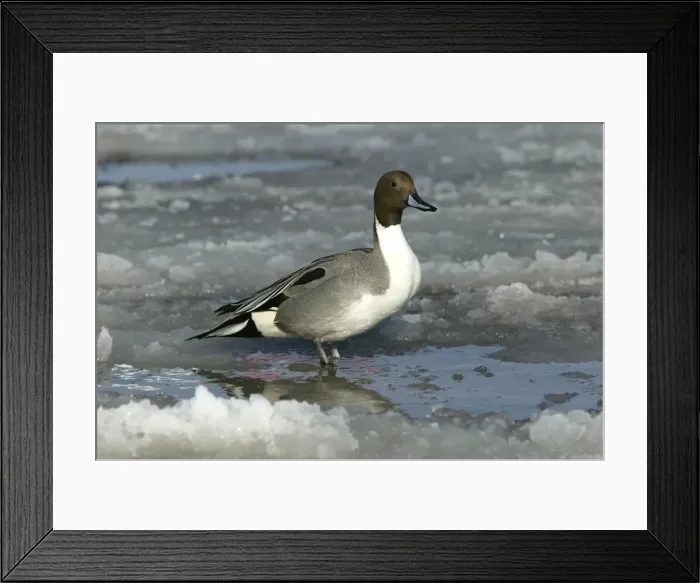Framed Print : Pintail. WAT-8741. Pintail. Anas acuta. M Framed Print : Pintail. WAT-8741. Pintail. Anas acuta. M
