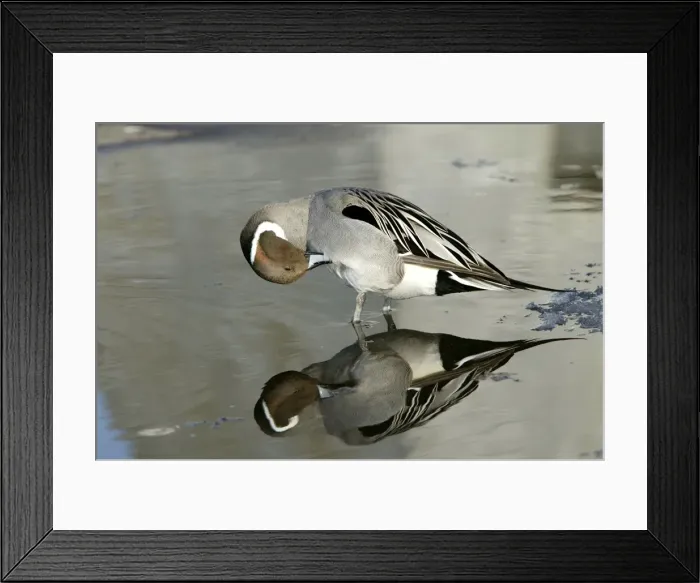 Framed Print : Pintail - preening Framed Print : Pintail - preening