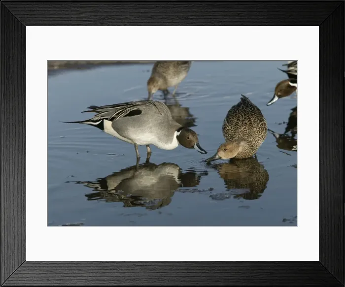 Framed Print : Pintail - pair in water, drinking Framed Print : Pintail - pair in water, drinking