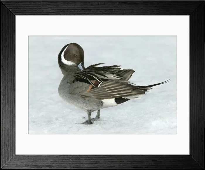 Framed Print : Pintail - preening Framed Print : Pintail - preening