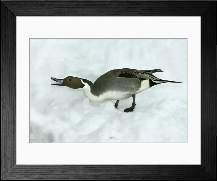 Framed Print : Pintail - calling Framed Print : Pintail - calling