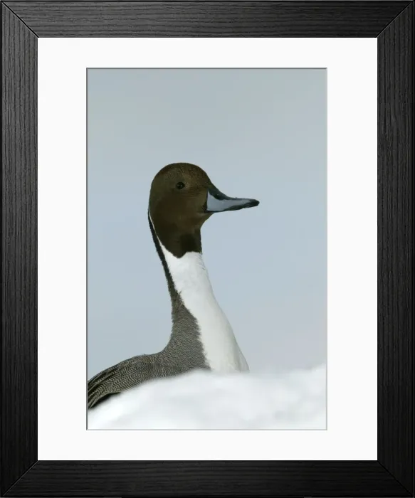 Framed Print : Pintail - head Framed Print : Pintail - head