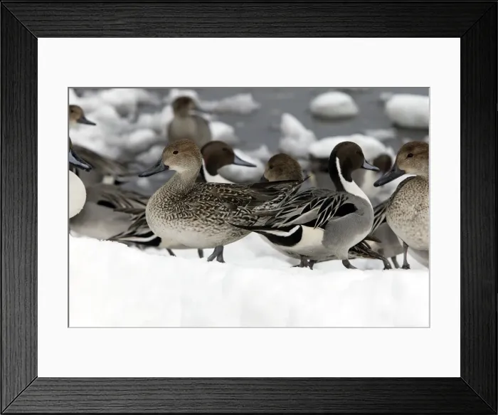 Framed Print : Pintail - group Framed Print : Pintail - group