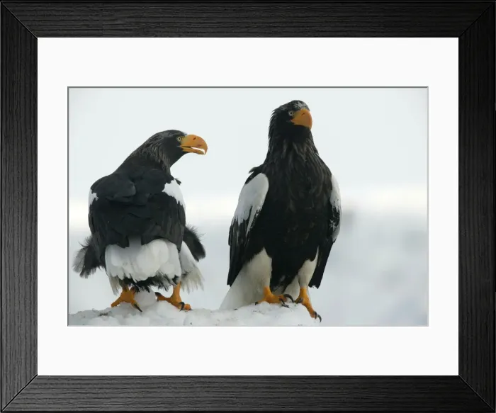 Framed Print : Steller's Sea Eagle - two. Hokkaido, Japan Framed Print : Steller's Sea Eagle - two. Hokkaido, Japan