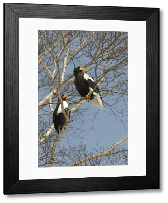 Framed Print : Steller's Sea Eagle - two in tree. Hokkaido, Japan Framed Print : Steller's Sea Eagle - two in tree. Hokkaido, Japan