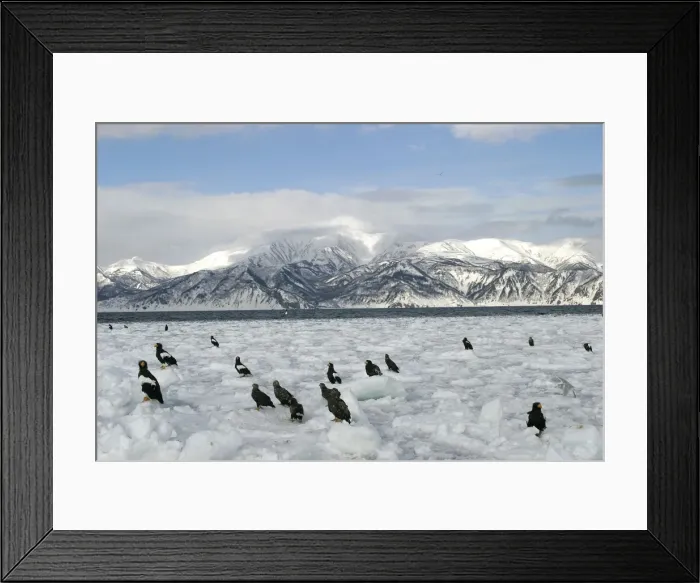 Framed Print : Steller's Sea Eagle - group resting on ice. Hokkaido, Japan Framed Print : Steller's Sea Eagle - group resting on ice. Hokkaido, Japan