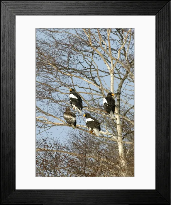 Framed Print : Steller's Sea Eagle - group in tree. Hokkaido, Japan Framed Print : Steller's Sea Eagle - group in tree. Hokkaido, Japan