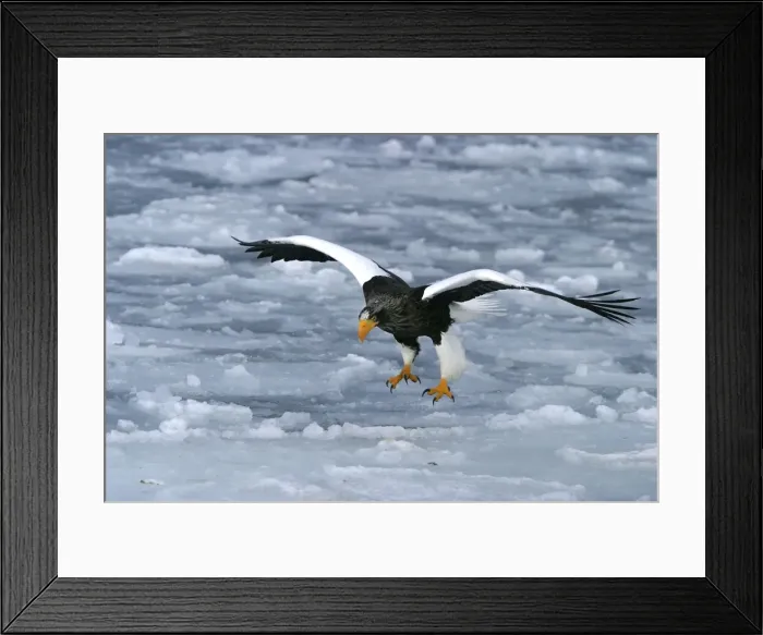 Framed Print : Steller's Sea Eagle - landing. Hokkaido, Japan Framed Print : Steller's Sea Eagle - landing. Hokkaido, Japan