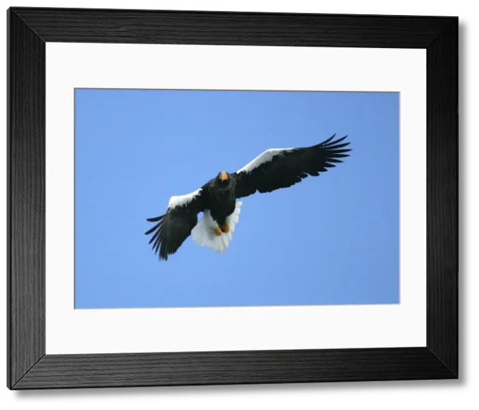 Framed Print : Steller's Sea Eagle - in flight. Hokkaido, Japan Framed Print : Steller's Sea Eagle - in flight. Hokkaido, Japan