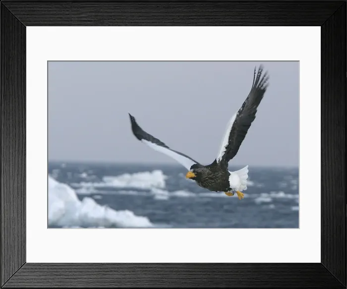 Framed Print : Steller's Sea Eagle - in flight. Hokkaido, Japan Framed Print : Steller's Sea Eagle - in flight. Hokkaido, Japan