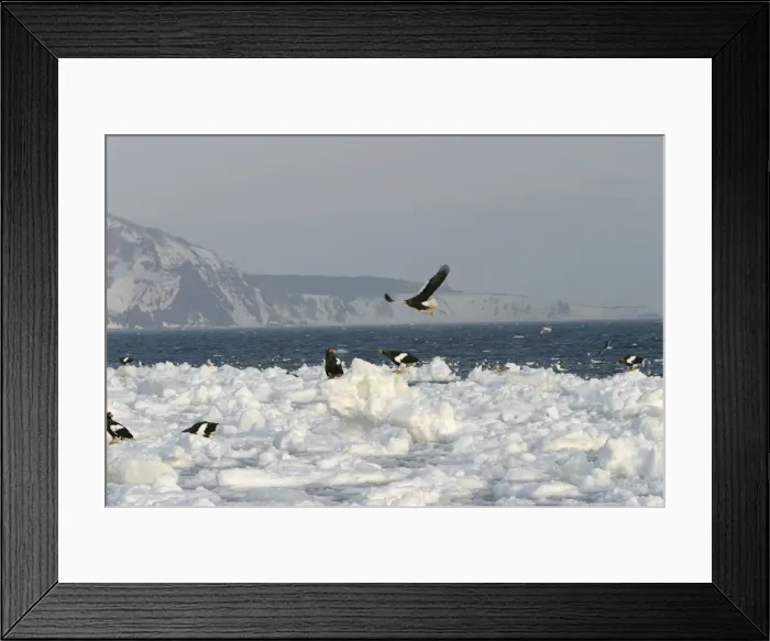 Framed Print : Steller's Sea Eagle - group on ice. Hokkaido, Japan Framed Print : Steller's Sea Eagle - group on ice. Hokkaido, Japan