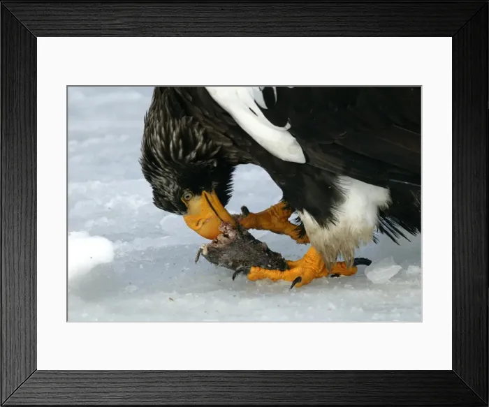 Framed Print : Steller's Sea Eagle - feeding. Hokkaido, Japan Framed Print : Steller's Sea Eagle - feeding. Hokkaido, Japan