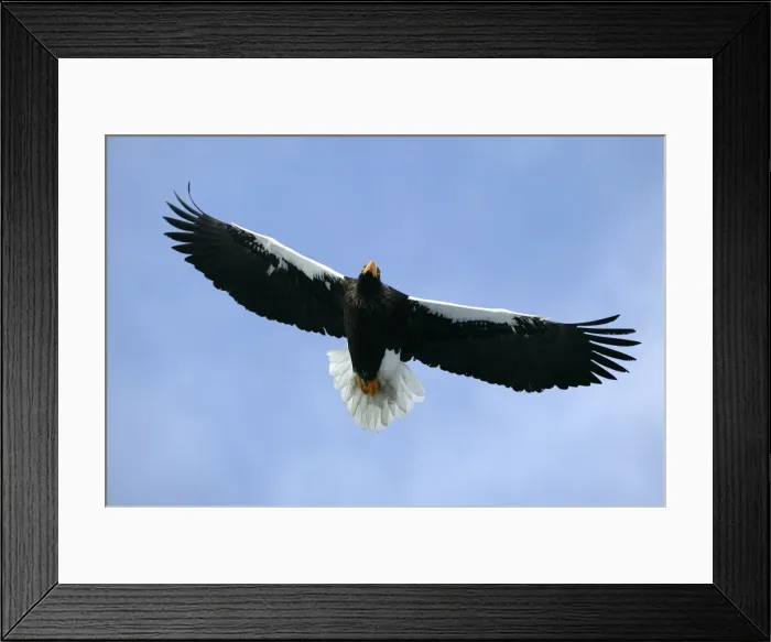 Framed Print : Steller's Sea Eagle - in flight. Hokkaido, Japan Framed Print : Steller's Sea Eagle - in flight. Hokkaido, Japan