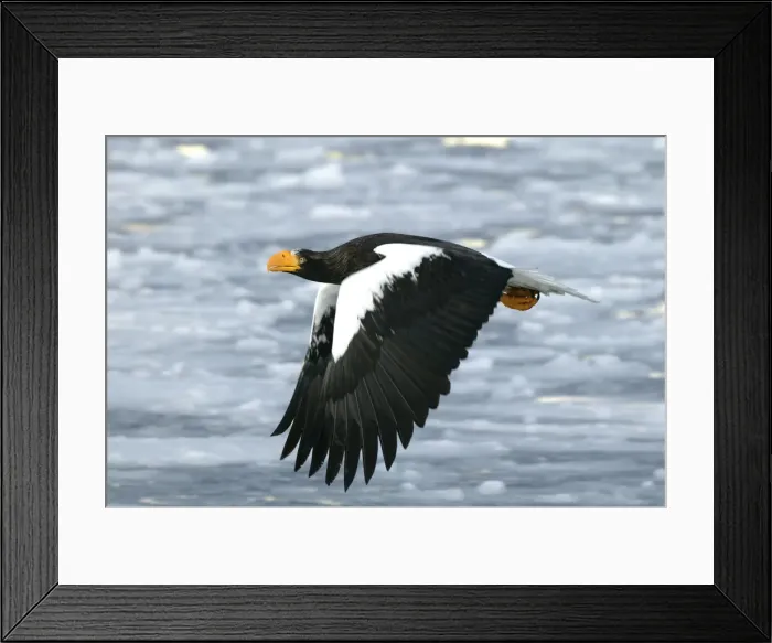 Framed Print : Steller's Sea Eagle - in flight. Hokkaido, Japan Framed Print : Steller's Sea Eagle - in flight. Hokkaido, Japan