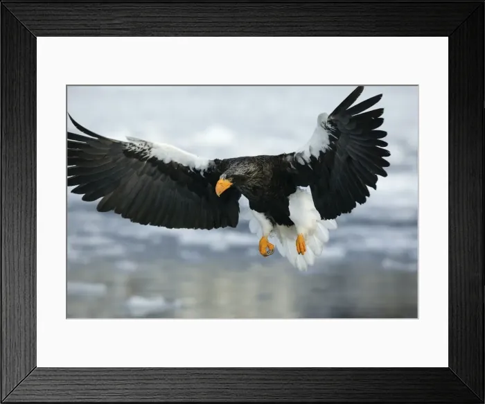 Framed Print : Steller's Sea Eagle - in flight. Hokkaido, Japan Framed Print : Steller's Sea Eagle - in flight. Hokkaido, Japan