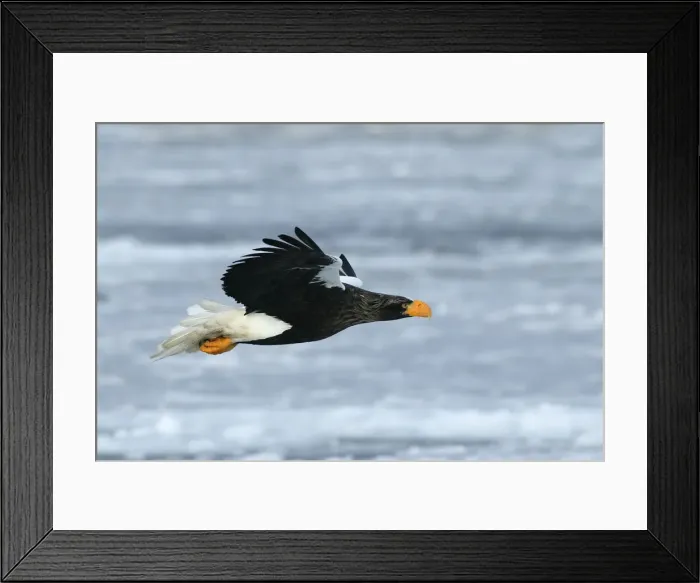 Framed Print : Steller's Sea Eagle - in flight. Hokkaido, Japan Framed Print : Steller's Sea Eagle - in flight. Hokkaido, Japan
