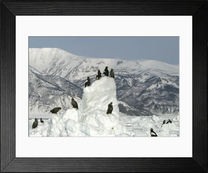 Framed Print : Steller's Sea Eagle - perched on ice. Hokkaido, Japan Framed Print : Steller's Sea Eagle - perched on ice. Hokkaido, Japan