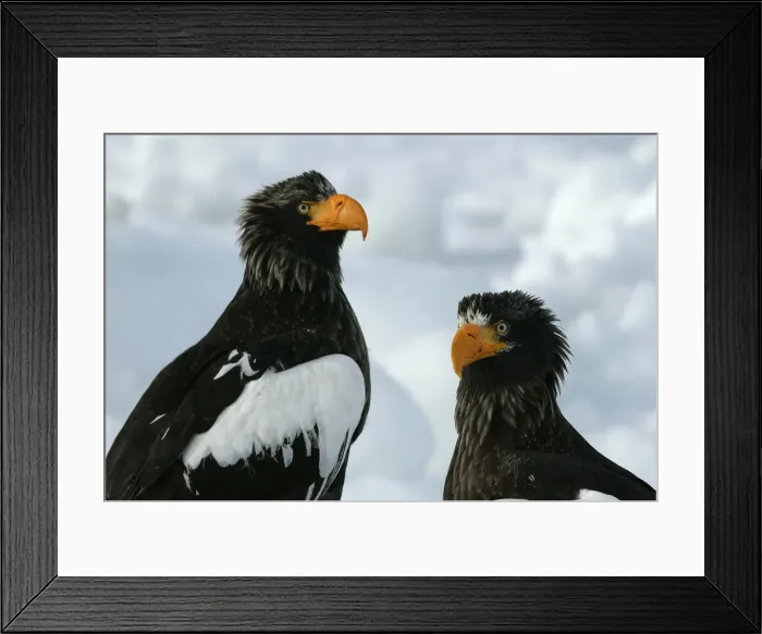 Framed Print : Steller's Sea Eagle - two. Hokkaido, Japan Framed Print : Steller's Sea Eagle - two. Hokkaido, Japan