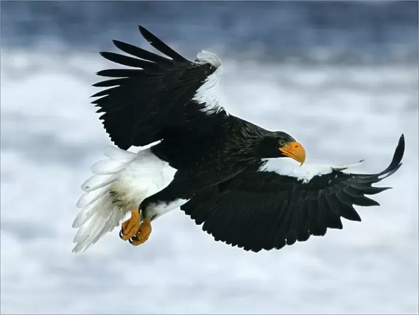 Steller's Sea Eagle - in flight. Hokkaido, Japan