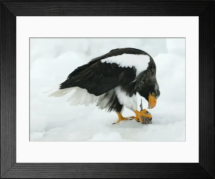 Framed Print : Steller's Sea Eagle - feeding. Hokkaido, Japan Framed Print : Steller's Sea Eagle - feeding. Hokkaido, Japan