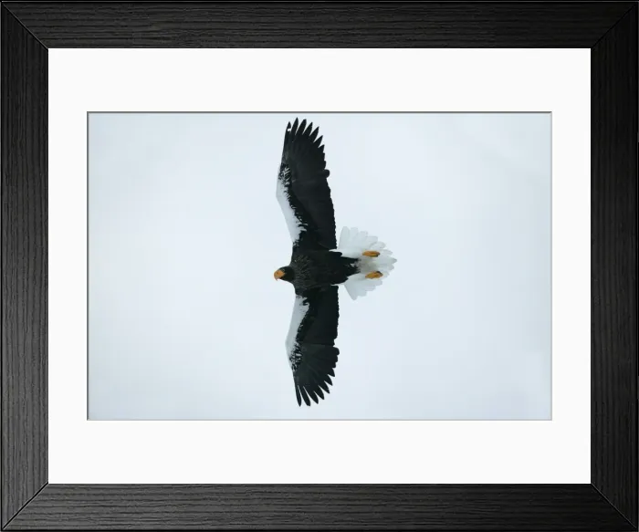 Framed Print : Steller's Sea Eagle - in flight. Hokkaido, Japan Framed Print : Steller's Sea Eagle - in flight. Hokkaido, Japan