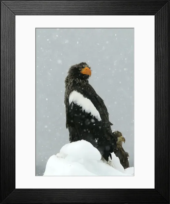 Framed Print : Steller's Sea Eagle - in snow. Hokkaido, Japan Framed Print : Steller's Sea Eagle - in snow. Hokkaido, Japan
