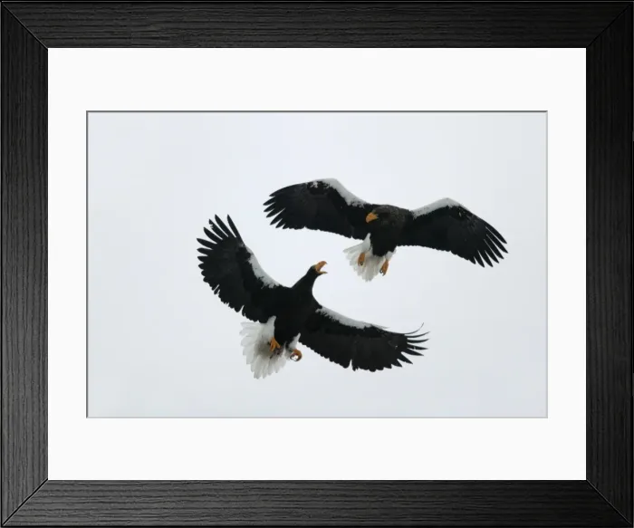 Framed Print : Steller's Sea Eagle - two fighting in mid-air. Hokkaido, Japan Framed Print : Steller's Sea Eagle - two fighting in mid-air. Hokkaido, Japan
