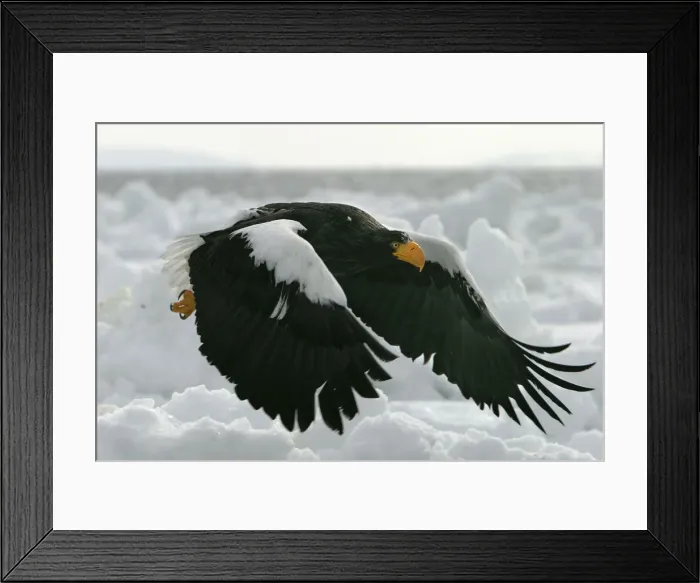 Framed Print : Steller's Sea Eagle - in flight. Hokkaido, Japan Framed Print : Steller's Sea Eagle - in flight. Hokkaido, Japan
