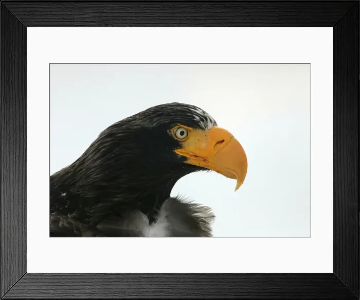 Framed Print : Steller's Sea Eagle - close-up of head. Hokkaido, Japan Framed Print : Steller's Sea Eagle - close-up of head. Hokkaido, Japan