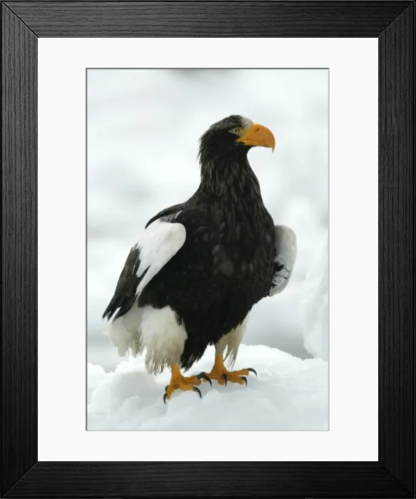 Framed Print : Steller's Sea Eagle. Hokkaido, Japan Framed Print : Steller's Sea Eagle. Hokkaido, Japan