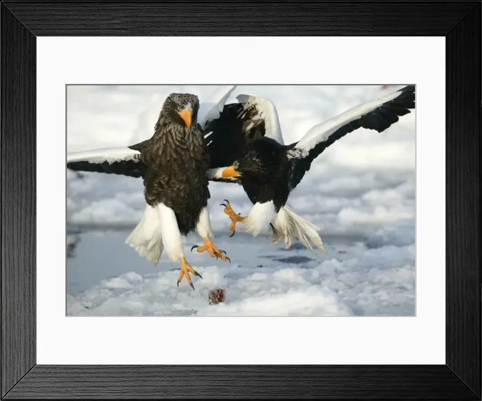 Framed Print : Steller's Sea Eagle - two fighting over food. Hokkaido, Japan Framed Print : Steller's Sea Eagle - two fighting over food. Hokkaido, Japan