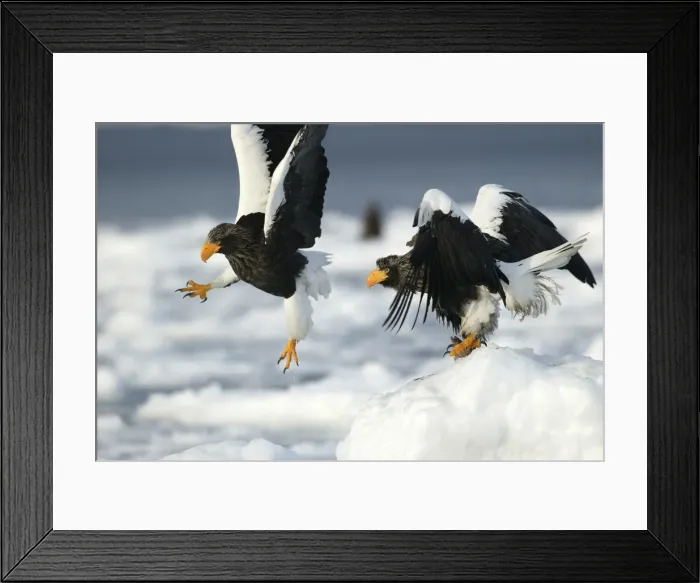 Framed Print : Steller's Sea Eagle - two. Hokkaido, Japan Framed Print : Steller's Sea Eagle - two. Hokkaido, Japan