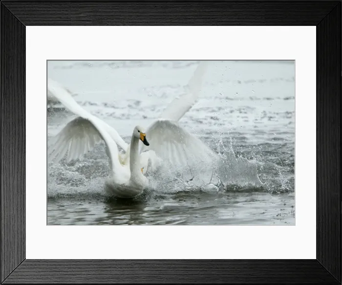 Framed Print : Whooper Swan - flapping wings Hokkaido, Japan Framed Print : Whooper Swan - flapping wings Hokkaido, Japan