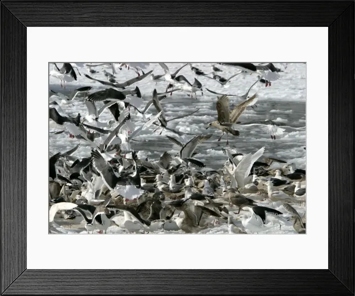 Framed Print : Slaty Backed Gull Framed Print : Slaty Backed Gull