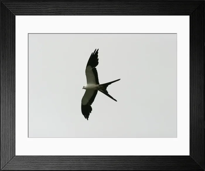 Framed Print : Swallow-tailed Kite USA Framed Print : Swallow-tailed Kite USA