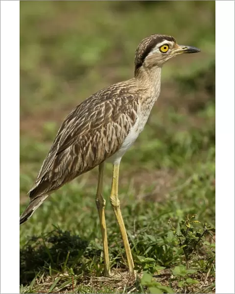 Double Strippd Thick Knee