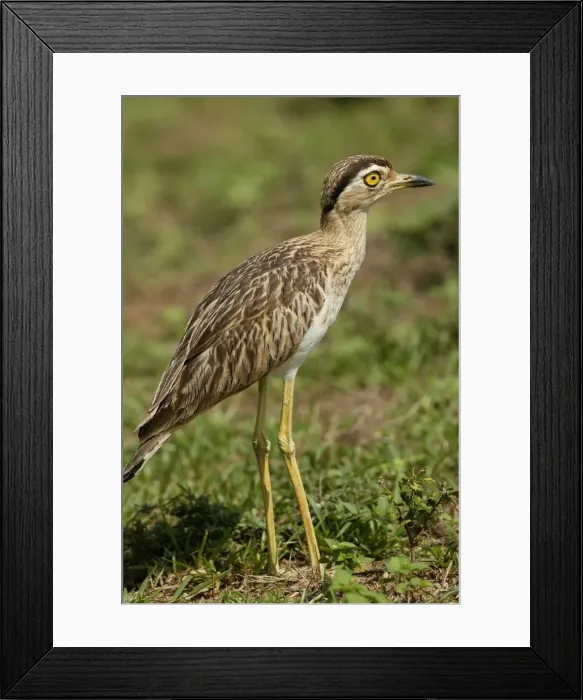 Framed Print : Double Strippd Thick Knee Framed Print : Double Strippd Thick Knee
