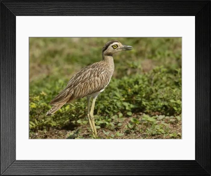 Framed Print : Double Strippd Thick Knee Framed Print : Double Strippd Thick Knee